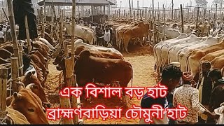 এক বিশাল বড় গরুর হাট বাহ্মন বাড়িয়া চৌমুনীl Helal krishi