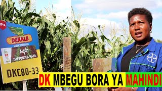 KILIMO BORA CHA MAHINDI tumia mbegu za DK kutok Agricpays Tanzania