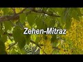 Zehen - Mitraz Cover | Swapnil Nikam |