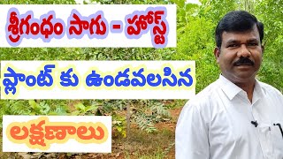 శ్రీగంధం సాగు - హోస్ట్ ప్లాంట్ కు ఉండవలసిన లక్షణాలు.