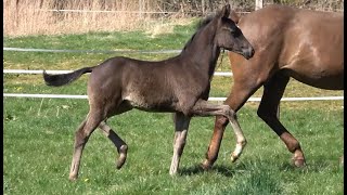 *2022 Hengst von Zauberlehrling - Royal Dance SOLD!!!