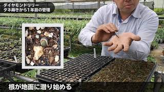 ダイヤモンドリリー (8)　タネ蒔きから1年目の管理