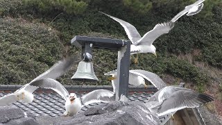 ウミネコのえさやり (鶴岡市立 加茂水族館) 2019年4月10日