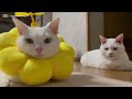 タケコプターを装着した猫をじーっと見つめる猫