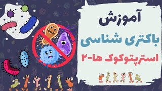 آموزش باکتری شناسی🦠|استرپتوکوکوس نومونیا و انتروکوک ها