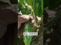 BELL PEPPER #kawaii #farming #elmartv #howto #agriculture #localfarmers #piafarmervlog #farming