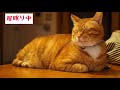 【多頭飼い】茶トラ猫が穏やかに寝るだけのかわいい動画