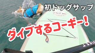 【琵琶湖 犬 SUP】ドッグサップ初体験！なのに湖にダイブした勇敢なコーギー子犬【ドッグＳＵＰ】【ＳＵＰ】【滋賀】【Rcafe】【アールカフェ】- Welsh Corgi DOG SUP-