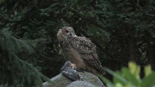 Eagle owl :Junger Uhu   beim Fressen von einer Taube .