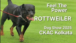 Powerful Rottweiler || Dog Show Kolkata || CKAC || Highlights || 2025