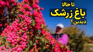 سفر به شهر زرشک ایران