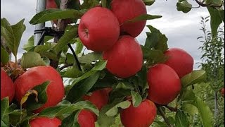 Enjoying Gala Apple Picking 2021