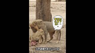 母狮用美狮计骗走雄狮的食物The lioness used the beauty trick to steal the male lion's food