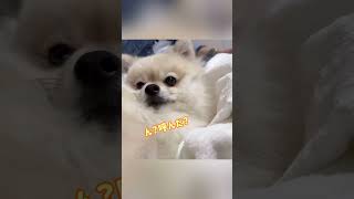 爆毛で顔が埋もれそうなポメラニアン🐾 #dog #pomeranian #犬 #ポメラニアン #ペット #犬のいる暮らし #お昼寝 #爆毛