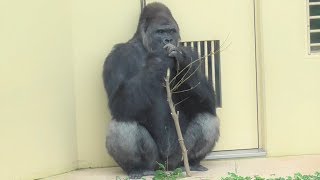 Shabani シャバーニ ゴリラの家族は まったり Gorilla family's is laid back. キヨマサ、アニー、アイ、ネネ  Kiyomasa Nene Ai Annie #11