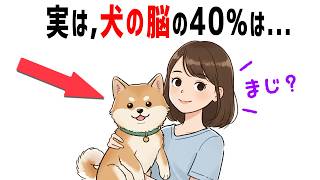 あまり知られてない犬の秘密 犬の雑学 #犬 #雑学 #癒し #聞き流し #睡眠  #犬の行動