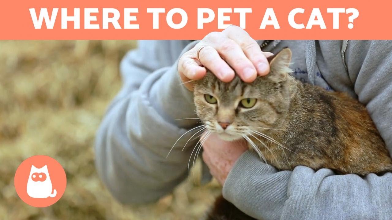 Where To Pet A Cat? - FAVORITE PLACES And TIPS - YouTube