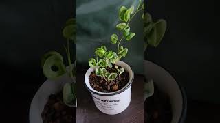 こんなに大きくて、元気なミニ観葉植物を見つけました。さあ、成長が楽しみぃ。暑さに負けるな( ´›ω‹｀)💕#観葉植物#アデニウム#ベンジャミン#パキポディウム