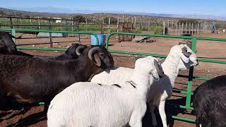 Damara sheep