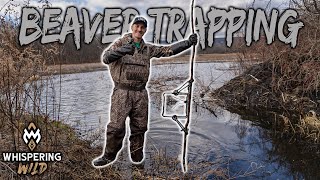 BEAVER TRAPPING with 330 CONIBEARS