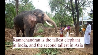 Thechikottukavu Ramachandran (Elephant) Entry at Thrissur