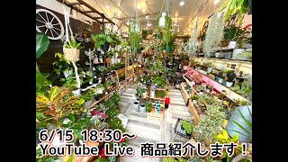 【観葉植物・多肉植物】Gardenえん大阪