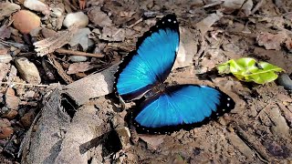 Blue Morpho in slow motion