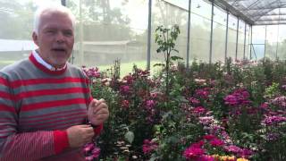 Largest Chrysanthemum Breeder in the World