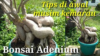 Bonsai Adenium \u0026 Tips di Awal Musim Kemarau. Adenium Bonsai \u0026 Tips in the Early Dry Season.