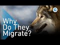 We Went Wandering With the Wolves | Extra Long Wildlife Documentary