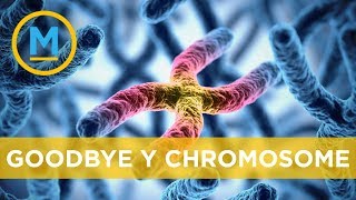 Why the Y chromosome could disappear in 4.6 million years | Your Morning