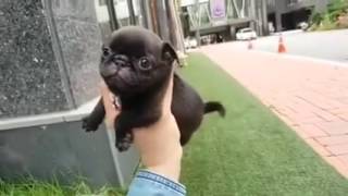 Little Black Pug is so Cute