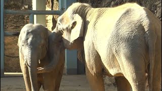 20241220 上野動物園　アジアゾウ　ウタイママに甘えるアルンくん　砂浴びを続けるアルンくん　後ろ脚をスリスリ動かすウタイ　お昼ご飯を食べているスーリヤ