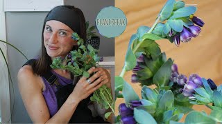 Cerinthe Major - honeywort/blue shrimp plant/how to grow/eye catching annual