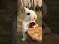 кролик rabbit гранат природа nature