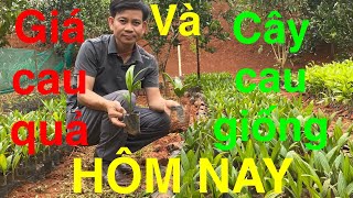 Giá cau quả và cau giống hôm nay #Quả cau công dụng bất ngờ, Trung Quốc chị tiền gom mua