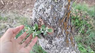 KÖYÜMÜZDE  YETİŞEN  YABANİ OTLAR  CİYİŞTAK YAĞLICAN YABANİ ORKİDE