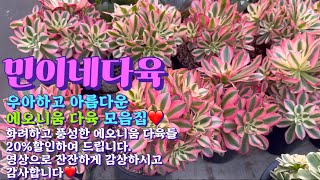 민이네다육/화려하고 곱디곱다 에오니움들! 멋진 에오니움 다육❤️ 20% 할인혜택까지!!/경기도 용인시 처인구 남사읍 천덕산로 285/문의010-6863-0625