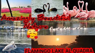 |Explore the stunning Beauty of Flamingo Lake Al Qudra Dubai🦩|#dubai