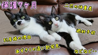 子猫姉妹を保護して7カ月🐈🐈避妊手術、あずさくの引越し、生活の現状などいろいろなお話