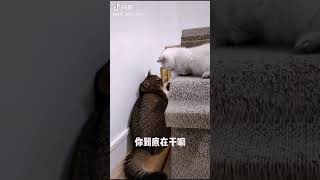 猫骂人了（怕怕