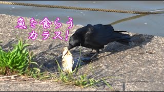 魚を食らうカラス!