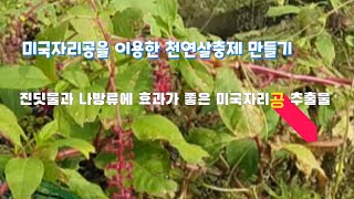 미국자리공을 이용한 천연살충제 만들기!