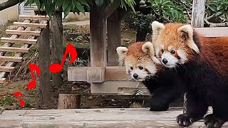 【口笛が気になるレッサーパンダのニーコとレイファ、他・・・】～Nishiyama Zoo red pandas～