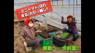 ほれまるの大引っ越しとは・美味しいミニトマトへ第一歩【中富良野町・寺坂農園・産地直送・夏の味覚・芳醇トマト】