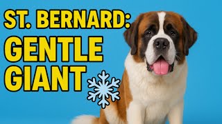 St Bernard: Gentle Giant! | Meet the Sweetest Giant Dog Ever!
