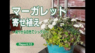 【園芸】涼し気なマーガレット 寄せ植え解説 〜白色マーガレットでシックに仕上げました〜