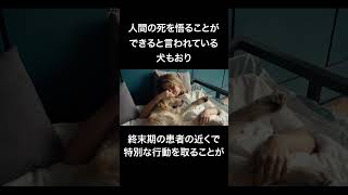 犬の「超能力の」雑学　#shorts #犬 #雑学 #犬の雑学