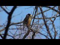 野鳥撮影・ 光が丘公園で出会った野鳥 光が丘公園・フィールドノート・2月 4k