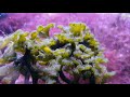 the joy of macroalgae why i keep a macroalgae planted reef aquarium